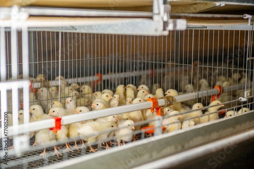 small chicks in a cage at a poultry farm
