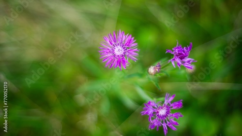 flowers in the meadow  blurred background