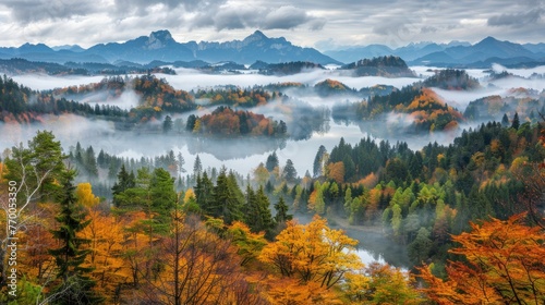  A verdant hilltop, blanketed in dense forest, with foggy clouds obscuring the surroundings