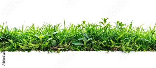 Banner made of fresh grass on a white background
