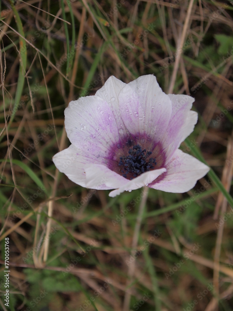 Fototapeta premium Flora and fauna in Bulgaria