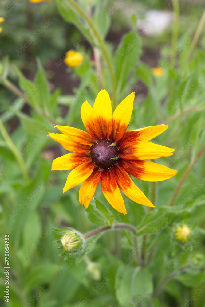 Rudbeckia hirta, black-eyed rudbeckia, Campfire Rudbeckia, commonly called coneflowers and black-eyed-susans, yellow-orange flowers Rudbeckia hirta, black-eyed rudbeckia, Campfire Rudbeckia, commonly called coneflowers and black-eyed-susans, yellow-orange flowers