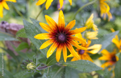 Rudbeckia hirta, black-eyed rudbeckia, Campfire Rudbeckia, commonly called coneflowers and black-eyed-susans, yellow-orange flowers photo