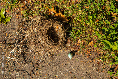 A bird's egg next to a nest that has fallen © Jennifer