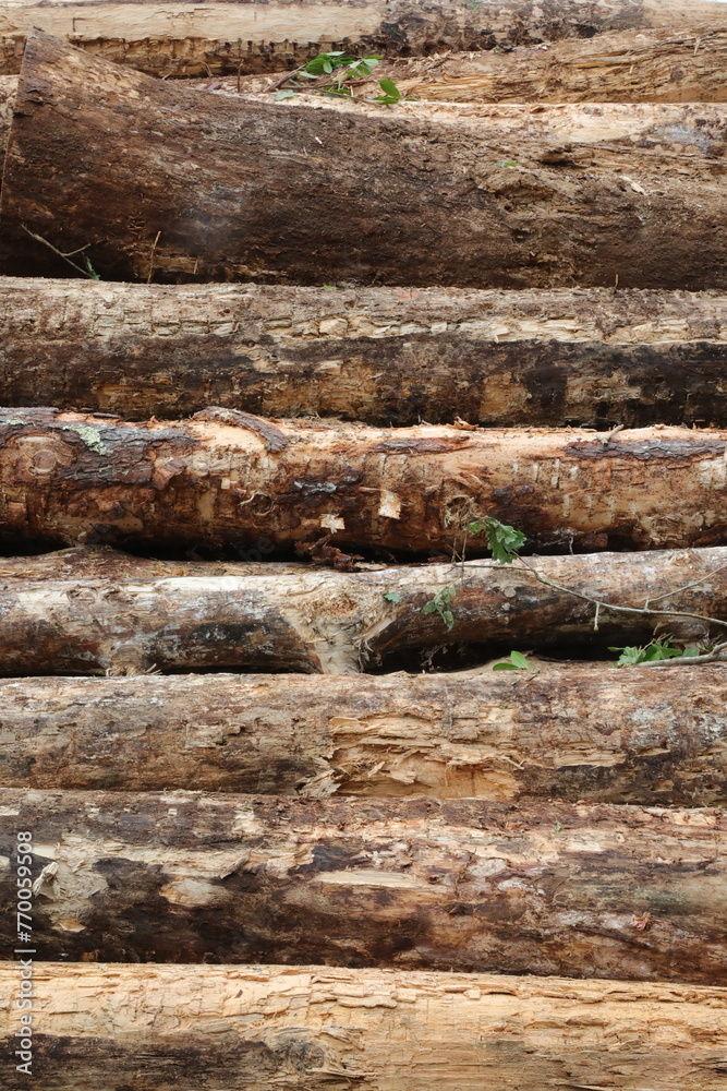 Baumfällung / Holzfäller - Baumstämme/Baumscheiben Baumfällung / Holzfäller - Baumstämme/Baumscheiben
