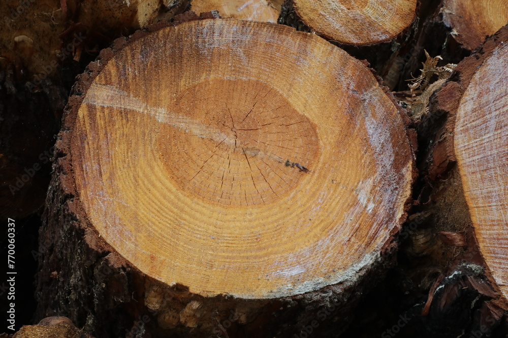 Naklejka premium Baumfällung / Holzfäller - Baumstämme/Baumscheiben/Jahresringe