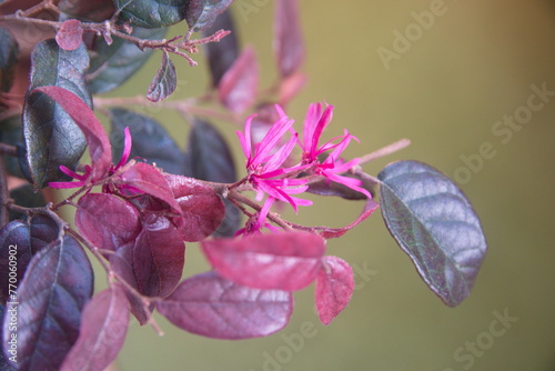 Loropetalum chinense rubrum, branch with buds, pink - purple, magenta petals photo