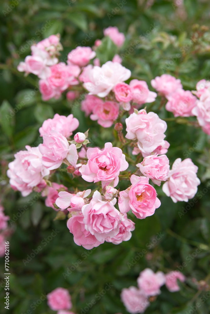 Tiny pink roses, rose bush in bloom, bouquet of roses Tiny pink roses, rose bush in bloom, bouquet of roses