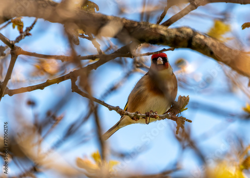 Canvas Print European Goldfinch (Carduelis carduelis) - Found across Europe, Asia & North Afr