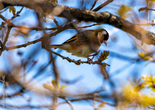 Canvas Print European Goldfinch (Carduelis carduelis) - Found across Europe, Asia & North Afr