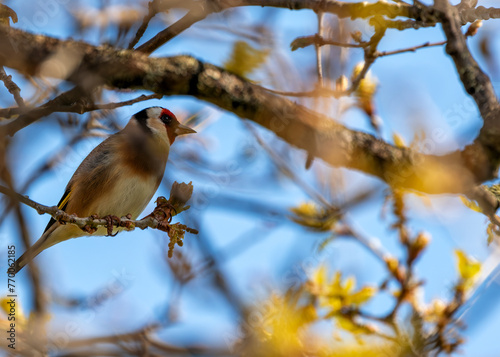 Photography European Goldfinch (Carduelis carduelis) - Found across Europe, Asia & North Afr