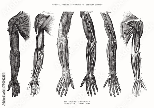 Selection of Vintage Arm Vector Line Art Illustrations