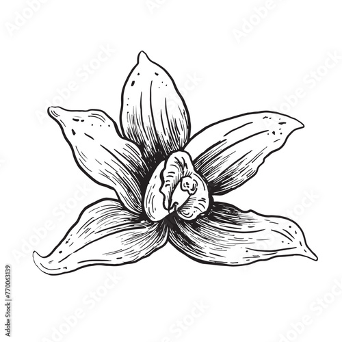 Vector vanilla hand drawn sketch. Vintage style