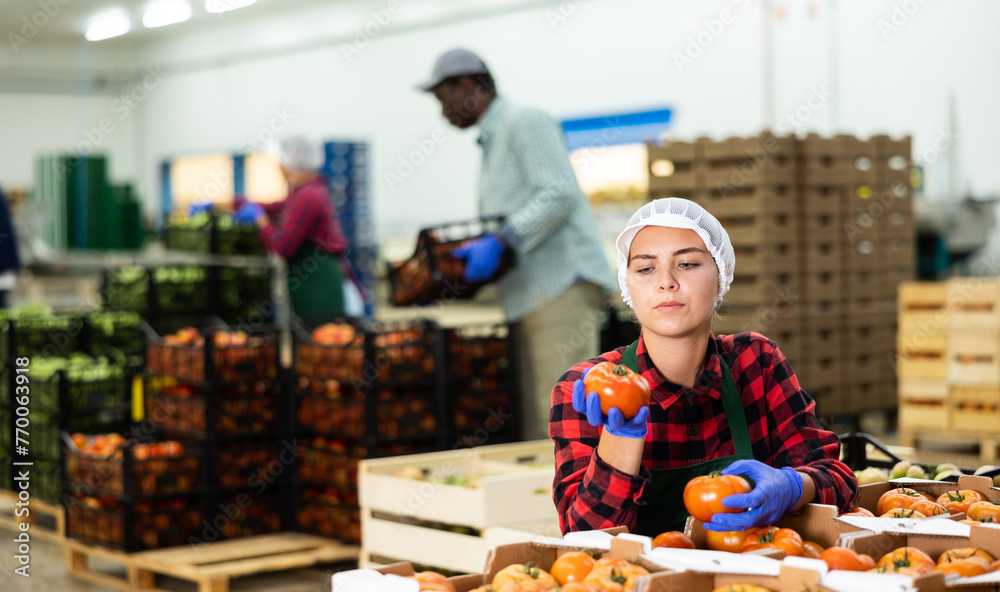 Female employee of vegetable sorting factory arranging tomatoes in boxes
