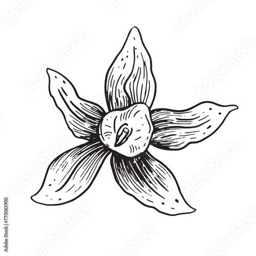 Vector vanilla hand drawn sketch. Vintage style