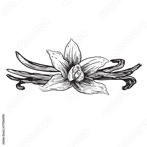 Vector vanilla hand drawn sketch. Vintage style