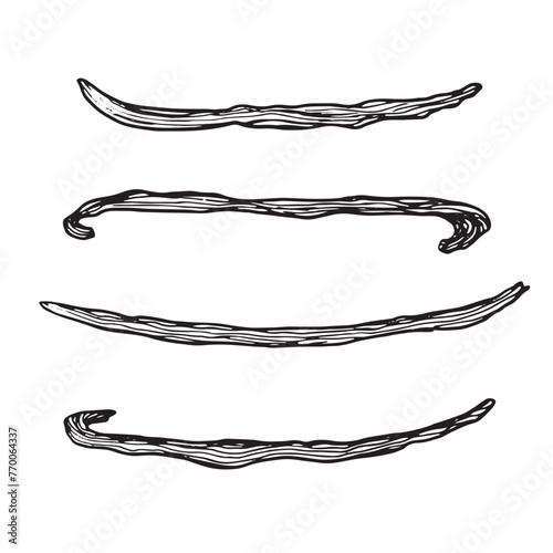 Collection of vanilla sticks pods. Sketch, graphic illustration. line hand drawn illustration. Engraving style