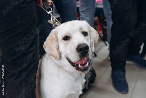 labrador retriever at dog show