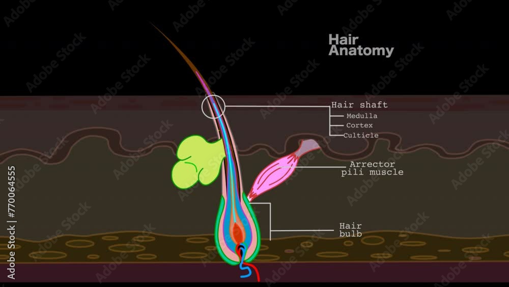 Hair diagram structure animation. Parts anatomy Cortex, medulla, muscle, papilla, bulb matrix capillary follicle, sebaceous gland, inner outer root sheath, shaft. Epilation. Dark, black back video