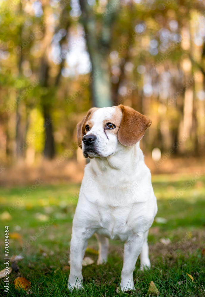 A Beagle x Spaniel mixed breed dog with tear stains