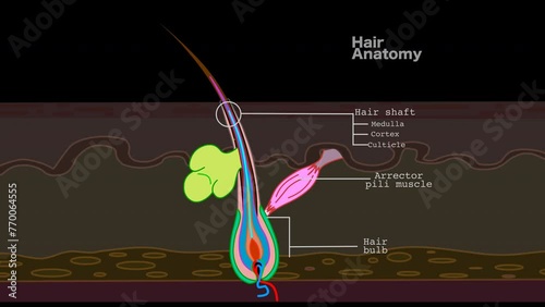 Hair diagram structure animation. Parts anatomy Cortex, medulla, muscle, papilla, bulb matrix capillary follicle, sebaceous gland, inner outer root sheath, shaft. Epilation. Dark, black back video photo