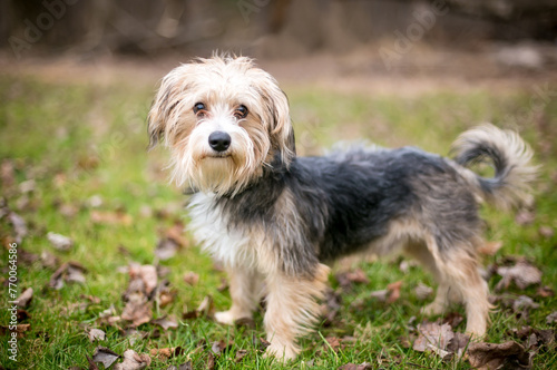 A Maltese x Yorkshire Terrier or "Morkie" dog