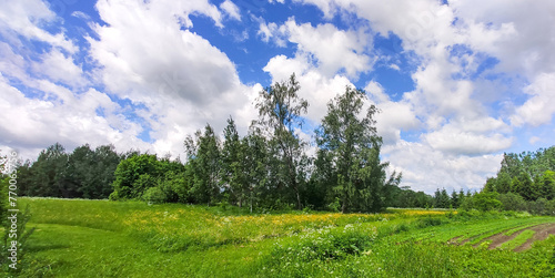 Sunny spring landscape. Birch trees on a field.