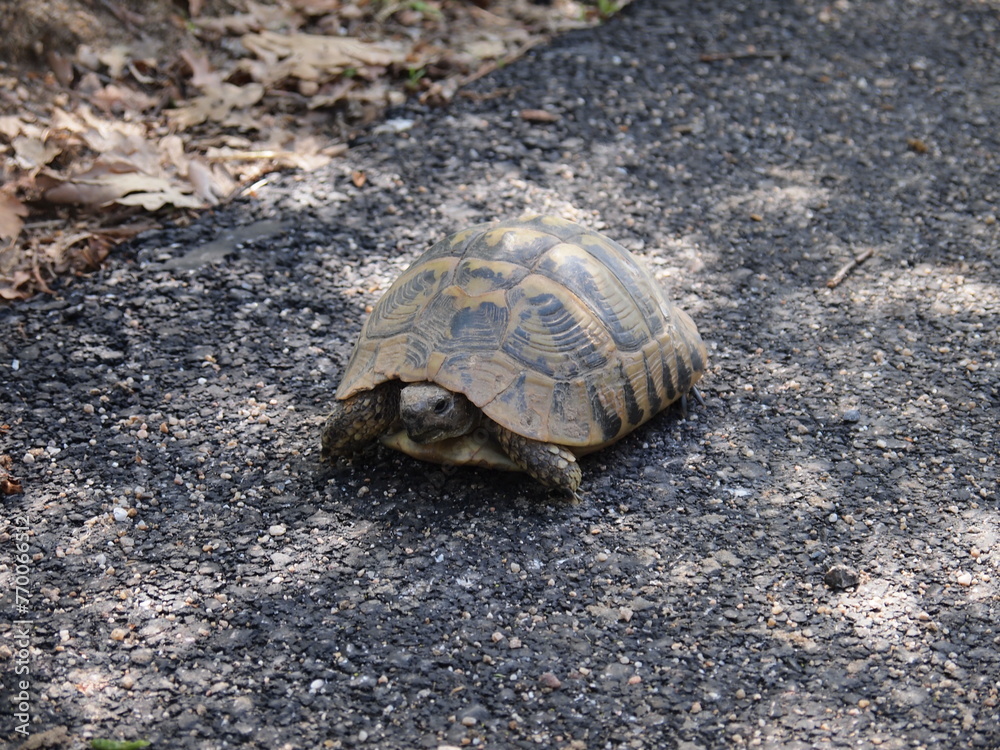 Obraz premium Turtle in Bulgaria