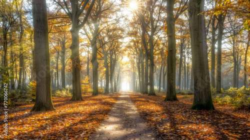  Sunlight filters through tree branches on a park trail, scattering leaves on the ground below