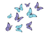 blue purple butterfly design hand drawn design