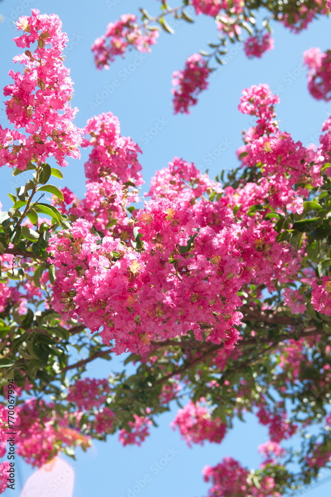 Lagerstroemia indica in bloom, the crape myrtle, crepe myrtle, or crepeflower, flowering plant of the family Lythraceae. Native to the India, Southeast Asia, China, Korea and Japan Lagerstroemia indica in bloom, the crape myrtle, crepe myrtle, or crepeflower, flowering plant of the family Lythraceae. Native to the India, Southeast Asia, China, Korea and Japan