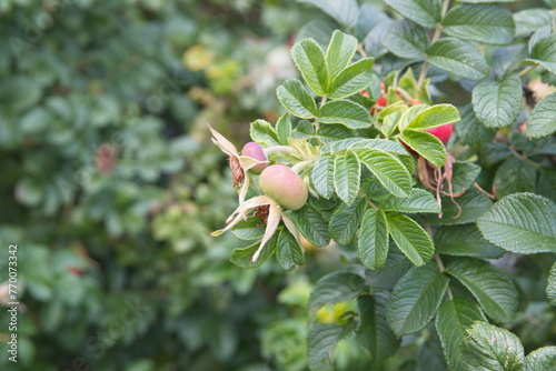 Branch with fruits of hip rose, Rosa rubiginosa, a wild rose native to Europe and West Asia