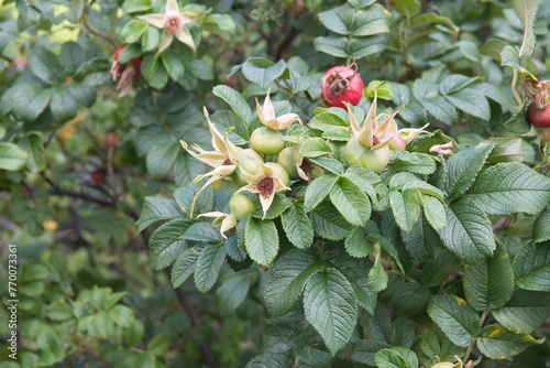 Branch with fruits of hip rose, Rosa rubiginosa, a wild rose native to Europe and West Asia