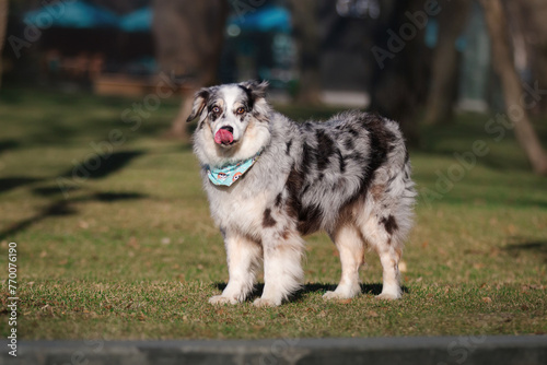 Funny Australian shepherd dog playing in the park with his toy 