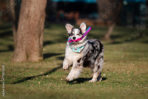 Funny Australian shepherd dog playing in the park with his toy 