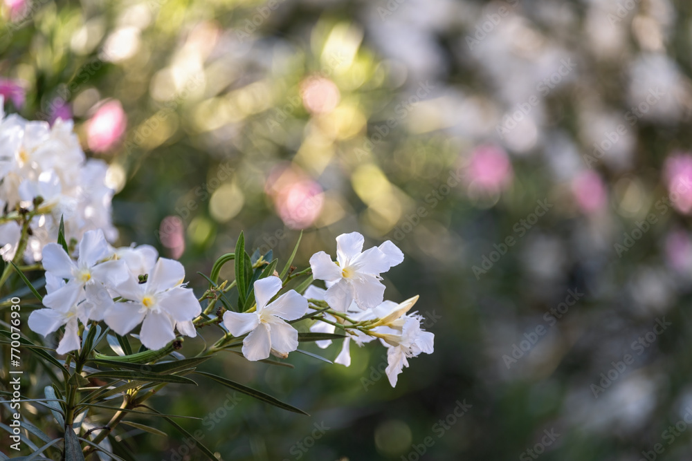 Vivid Oleander Flowers with a Focused Foreground and Blurry Background