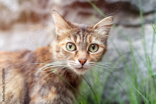 Fototapeta Naklejka Na Ścianę i Meble -  Observant Street Cat Exuding Intelligence and Curious Nature
