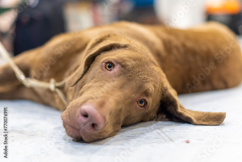 Chesapeake Bay Retriever Resting After a Dog Show Performance Indoors