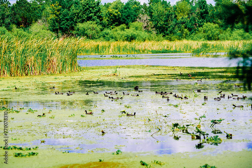 The landscape of Lake parker in Lakeland, Florida, USA 