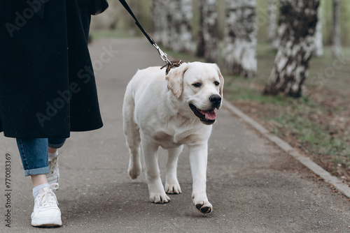 dog walking with owner