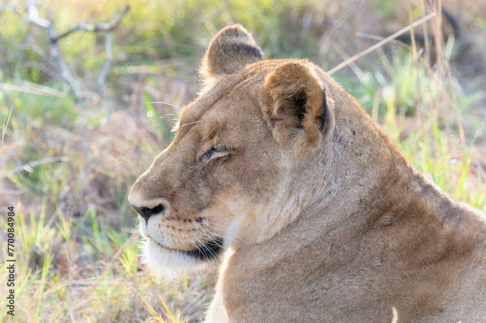 A lion, Panthera Leo, is pictured in a close-up view laying in the grass. In South Africa. A lion, Panthera Leo, is pictured in a close-up view laying in the grass. In South Africa.