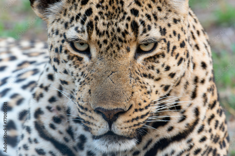 This close-up shot captures a leopard, Panthera pardus, intensely staring directly at the camera. In South Africa. This close-up shot captures a leopard, Panthera pardus, intensely staring directly at the camera. In South Africa.
