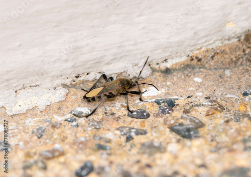 A Largus subligatus bug is seen sitting motionless on the ground. The ground below it is plain. In Mexico.
