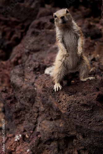 Wallpaper Mural simpatico scogliattolo in piedi su due zampe incuriosito e in cerca di cibo roditore carino e dolce Torontodigital.ca