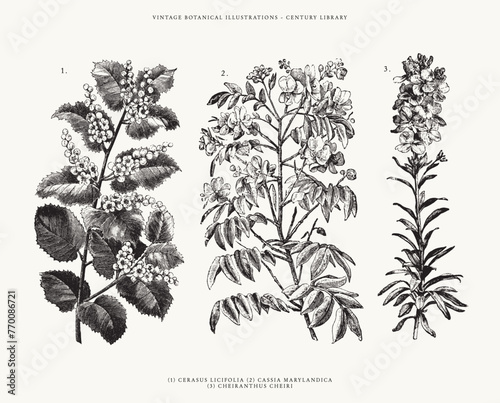 Vintage Botanical Line Art Illustrations - Set of 3 - Cassia Marylandica, Cerasus Licifolia, and Cheiranthus Cheiri  photo