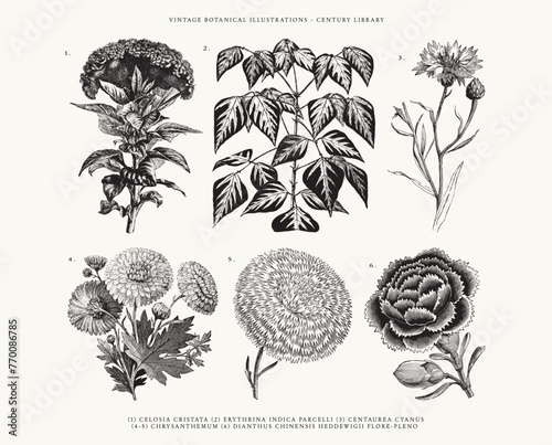 Vintage Floral Line Art Illustrations - Set of 6 - Chrysanthemum, Dianthus Chinensis Heddewigii, Celosia Cristata, Centaurea Cyanus, and Erythrina Indica Parcelli