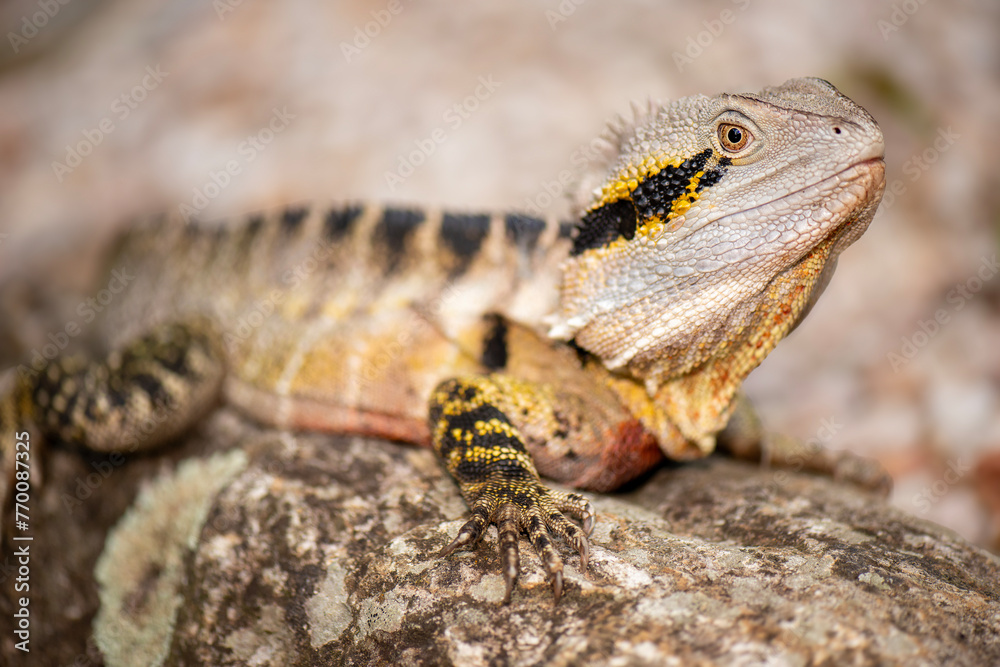 Aboriginal Australians visual data 8