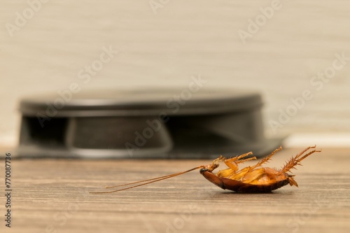 Принти на полотні Dead American cockroach on its back by roach poison bait trap, pest control exterminator concept copy space ground level