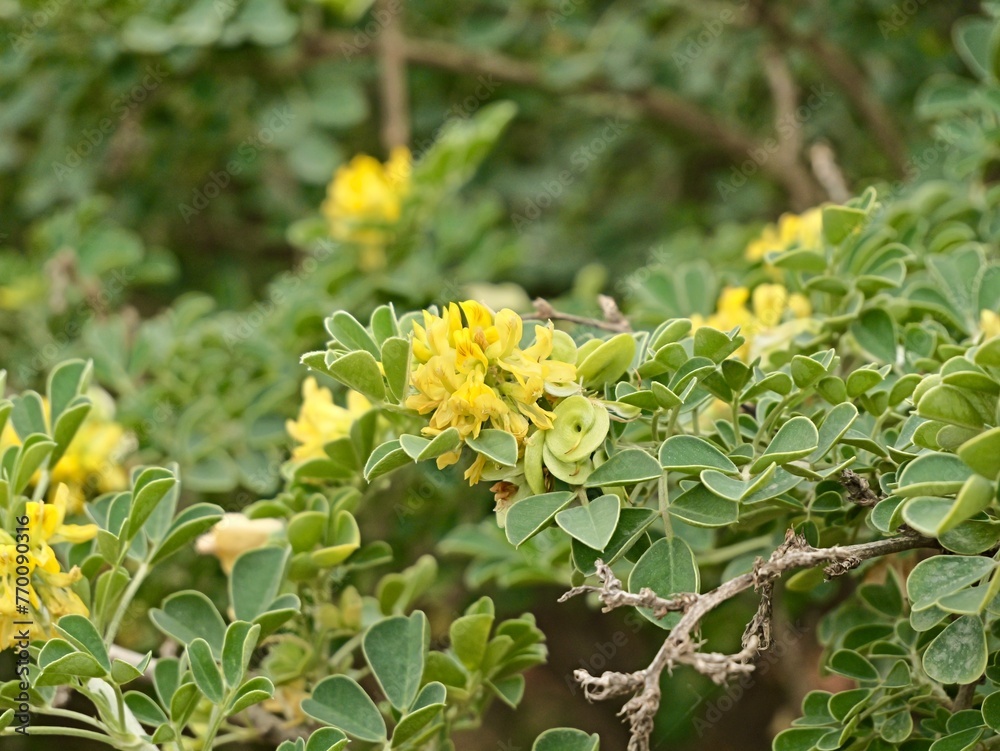 Yellow flowers of moon trefoil, shrub medick, alfalfa arborea, or tree medick (Medicago arborea) as decorative shrub, Spain Yellow flowers of moon trefoil, shrub medick, alfalfa arborea, or tree medick (Medicago arborea) as decorative shrub, Spain