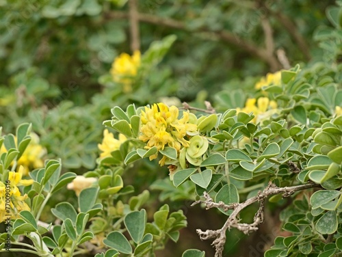 Yellow flowers of moon trefoil, shrub medick, alfalfa arborea, or tree medick (Medicago arborea) as decorative shrub, Spain photo